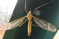 Tipula fascipennis