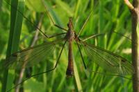 Tipula fascipennis