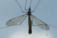 Tipula fascipennis