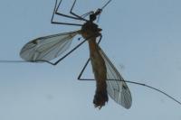 Tipula fascipennis