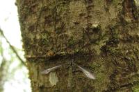Dolichopeza albipes