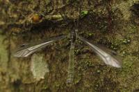 Dolichopeza albipes