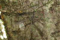 Dolichopeza albipes