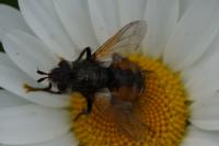 Tachina fera/magnicornis