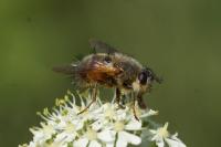 Tachina lurida