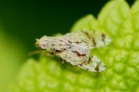 Tephritis postica
