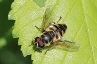 Myathropa florea