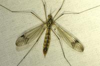 Nephrotoma quadrifaria