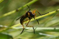 Molobratia teutonus
