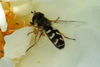 Scaeva pyrastri