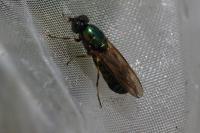 Chloromyia formosa