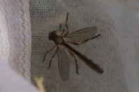 Leptogaster cylindrica