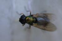 Chloromyia formosa