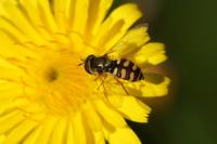 Eupeodes corollae