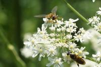 Myathropa florea