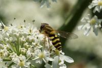 Syrphus