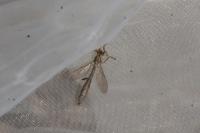 Leptogaster cylindrica