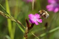 Bombylius cruciatus