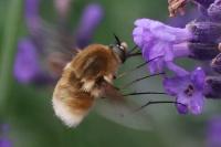 Bombylius cruciatus