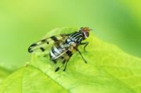Otites porcus