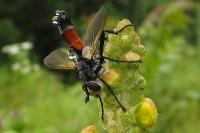 Cylindromyia