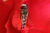 Scaeva pyrastri