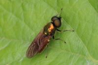 Chloromyia formosa