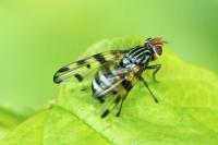 Otites porcus