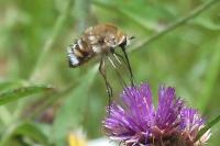 Bombylius cruciatus
