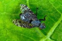 Platystoma seminationis