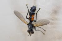 Cylindromyia