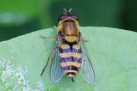 Syrphus