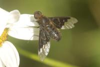 Hemipenthes morio