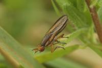 Limnia unguicornis