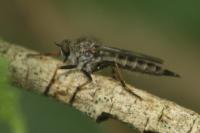 Neomochtherus geniculatus