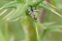 Urophora stylata
