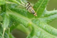 Urophora stylata