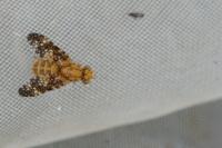Oxyna flavipennis