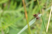 Sicus ferrugineus