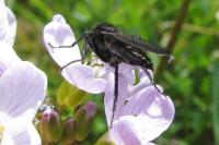 Empis ciliata