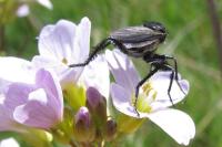 Empis ciliata