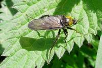 Empis ciliata