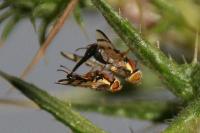 Urophora stylata