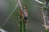 Urophora stylata