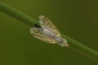 Acanthiophilus helianthi