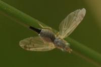 Acanthiophilus helianthi