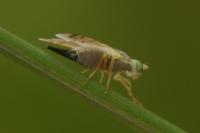 Acanthiophilus helianthi