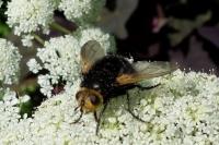 Tachina grossa