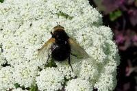 Tachina grossa