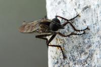 Tolmerus cingulatus
